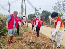 为了明年那条“黄金大道”，他们在这个村种了百余棵树