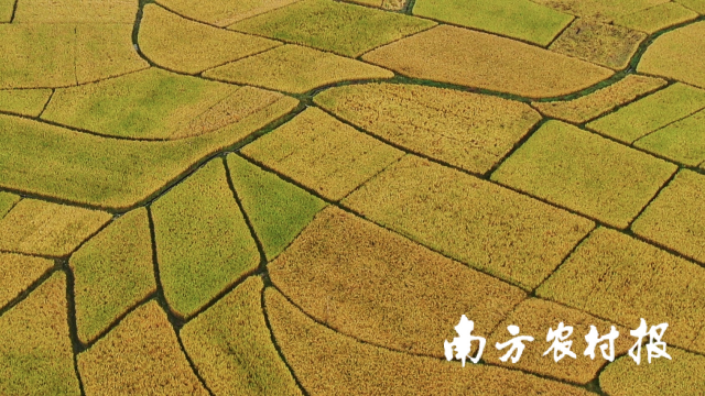 一六镇水稻种植基地。