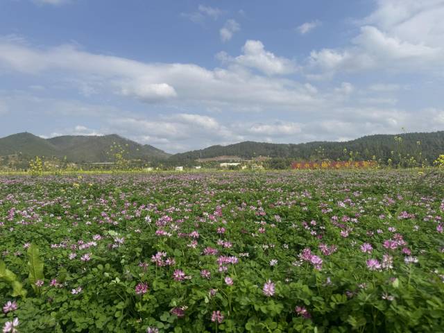 圖：萬綠智慧農(nóng)場數(shù)種植的“航紫1號”紫云英,，鮮草畝產(chǎn)突破2000公斤，翻壓還田后增加土壤肥力,。