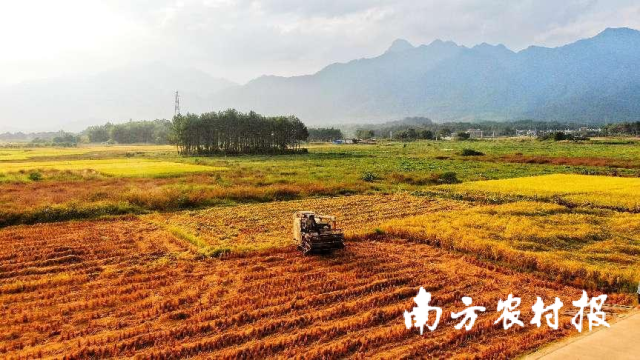 一六镇水稻收割盛景，资料图片。