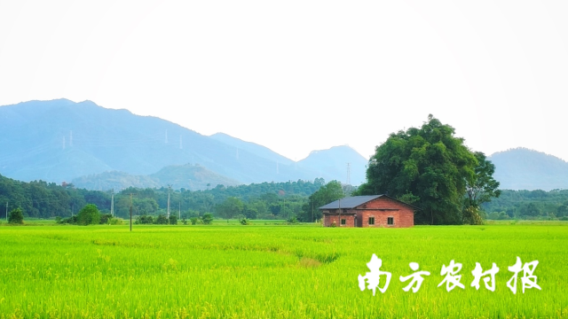 一六镇水稻种植基地。