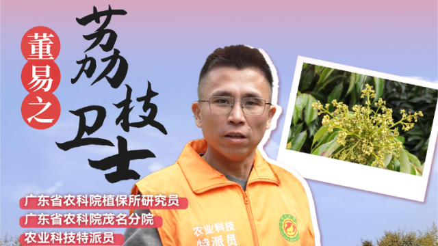 荔枝春季管理阶段如何克服成花坐果难？有哪些管理要点？