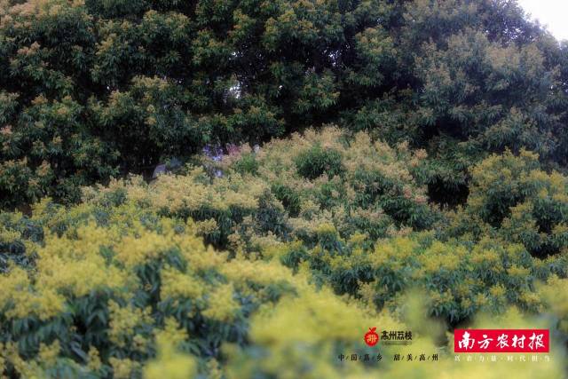 荔枝樹高低遠近各不同,，荔枝花錯落有致如清夢,。