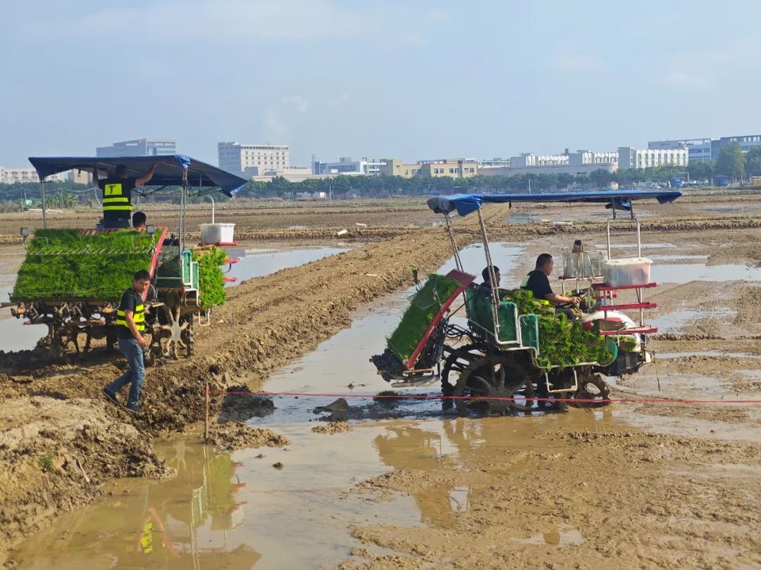 小榄镇开耕节活动现场。開(kāi)耕<strong>WhatsApp%E3%80%90+86%2015855158769%E3%80%91cm%20hoist%20series%20640</strong>