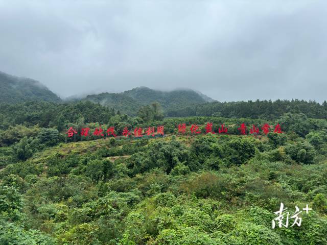 懷集干部群眾走出了一條生態(tài)優(yōu)先的可持續(xù)發(fā)展道路,。南方+ 記者 盧逸軒 攝