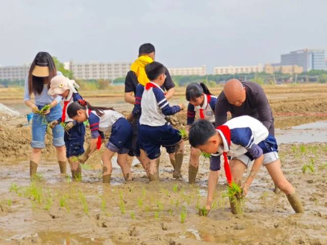 太平小学同步开展农耕实践课堂。