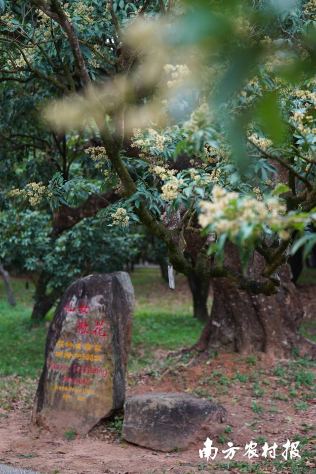 老樹新花,。根子貢園里繁花滿枝的仙女散花,。 王俊濤/ 拍攝