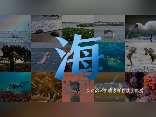 隐匿在南海深处的蔚蓝秘境,哪一幅最让你心驰神往?|生物多样性看广东