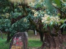 图集 |唐风荔枝花海“天花板”！打卡春天的茂名市高州市根子镇！