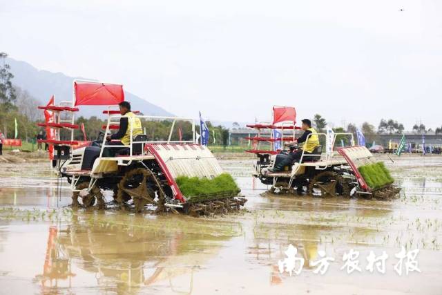 清远各地正热烈进行春耕活动。