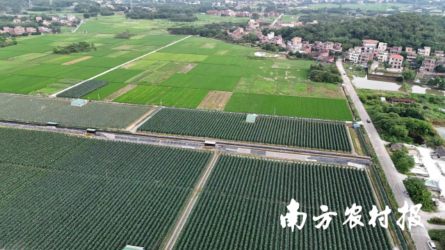 2023年清城区横荷镇高标准农田建设项目。