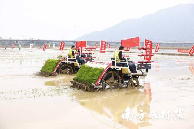 2025年省市联动机插秧练兵在清远开动。