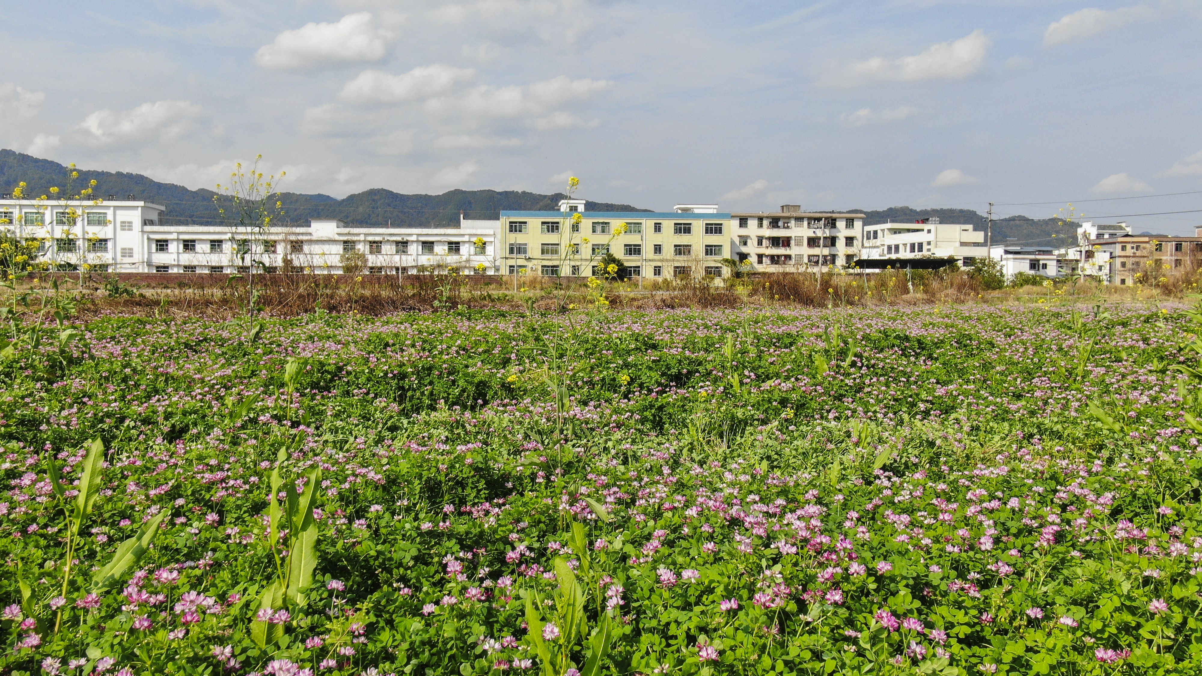 紫云英盛开 紫云英盛开