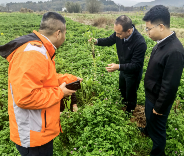 韶关：紫云英鲜草亩产突破3800公斤