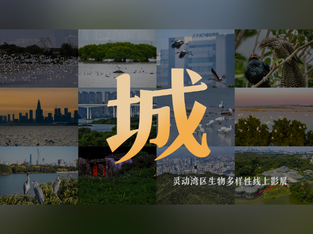 穿梭在钢筋丛林里的灵动身影,哪一幕最与你有共鸣?|生物多样性看广东