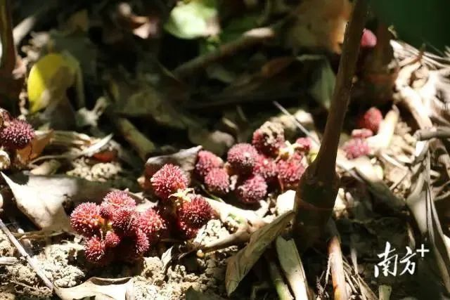 山野间的春砂仁。