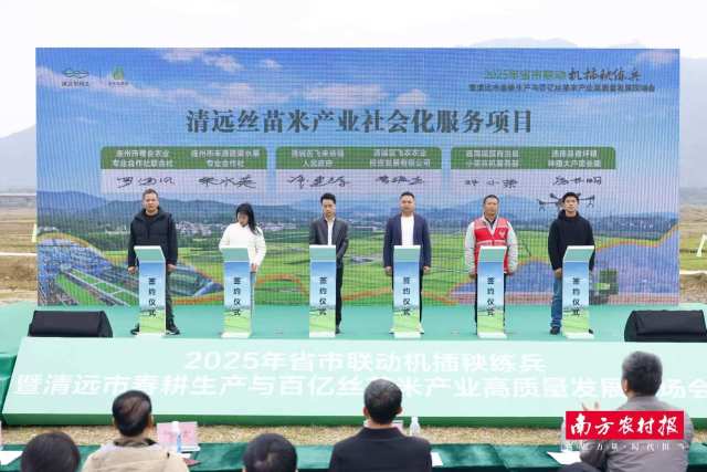小田流转变大田，全程托管增效益！清远丝苗米产业双项目签约落地