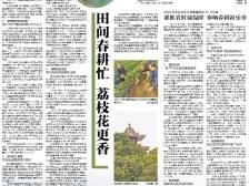 田间春耕忙 荔枝花更香｜速览《南方日报·电白视窗》210期