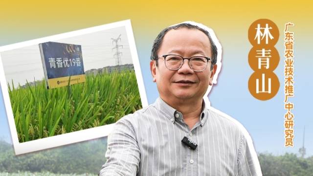 再生稻品种选择要点|农技护粮安