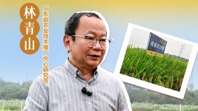 再生稻头季管理要点|农技护粮安