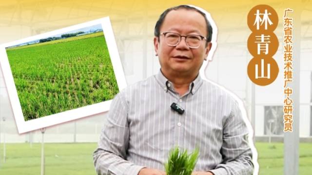 广东哪些地方事宜种植再生稻？|农技护粮安