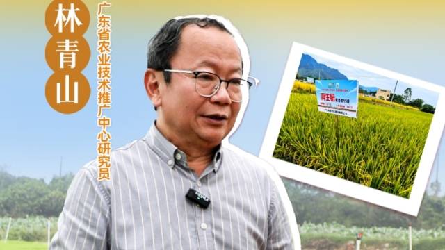 再生稻发展要因地制宜|农技护粮安