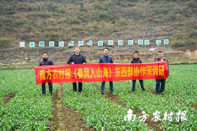 南方农村报《春风入山海》东西部协作深调研走进册亨县蔬菜基地。