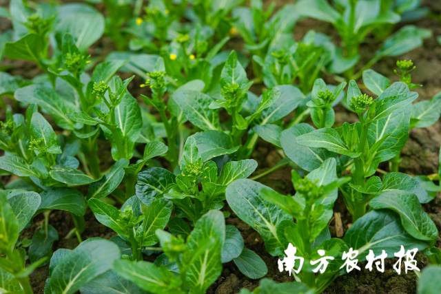 在东西部协作粤港澳大湾区蔬菜基地里，甜菜心长势正旺。