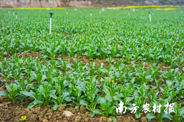 在粤黔协作工作队惠州惠城驻黔西南册亨工作小组的帮助下，东西部协作惠州帮扶资金注入蔬菜基地建设，这里已成为册亨县最大的连片蔬菜种植基地。 