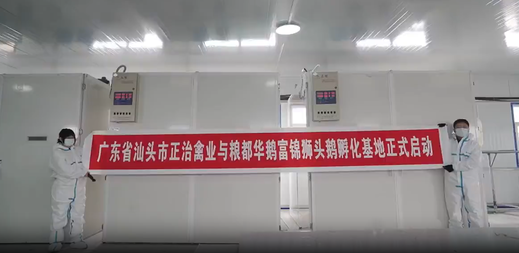 首个澄海狮头鹅黑龙江孵化基地正式投运。攻克个黑