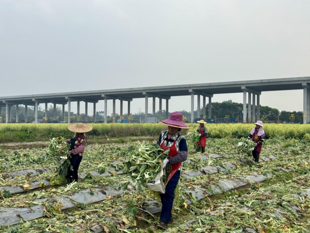 大有村村民们在采收西兰苔秸秆