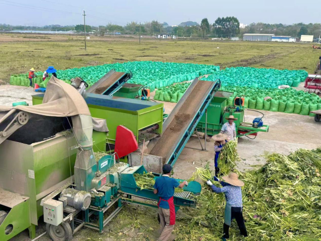 青贮饲料加工现场