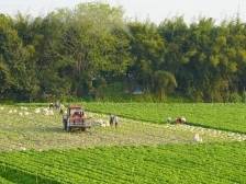 高质量发展看潮南⑫农业大镇井都，如何做活“农”字文章？