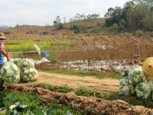 以最快速度送上大湾区市民餐桌，韶关浈江超600吨花菜丰收