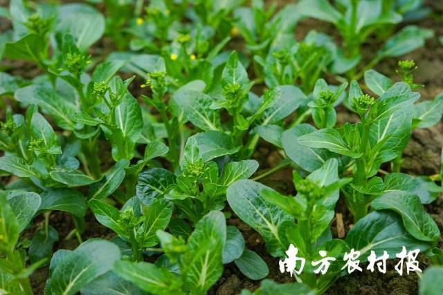 在东西部协作粤港澳大湾区蔬菜基地里，甜菜心长势正旺。