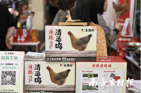 麻鸡村与清远供销联名开发的清远鸡。谭家富摄
