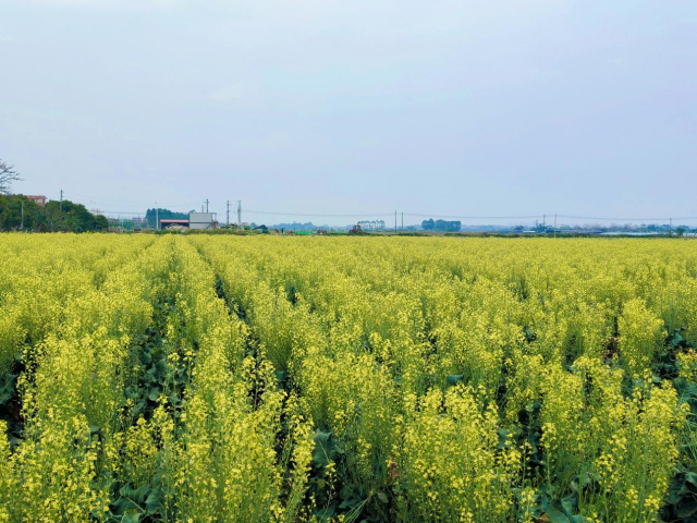 清城区横荷街道大有村西兰苔种植基地