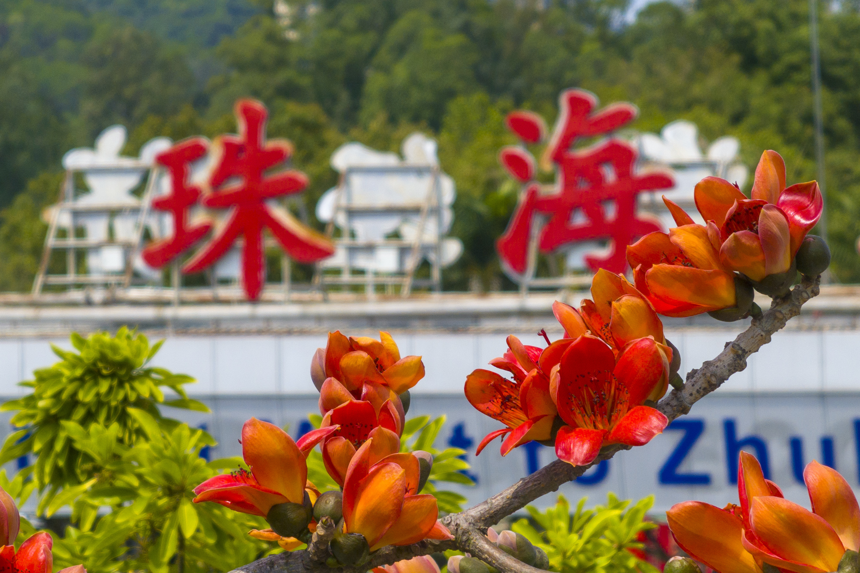 木棉花与“珠海”遥相呼应。&nbsp;