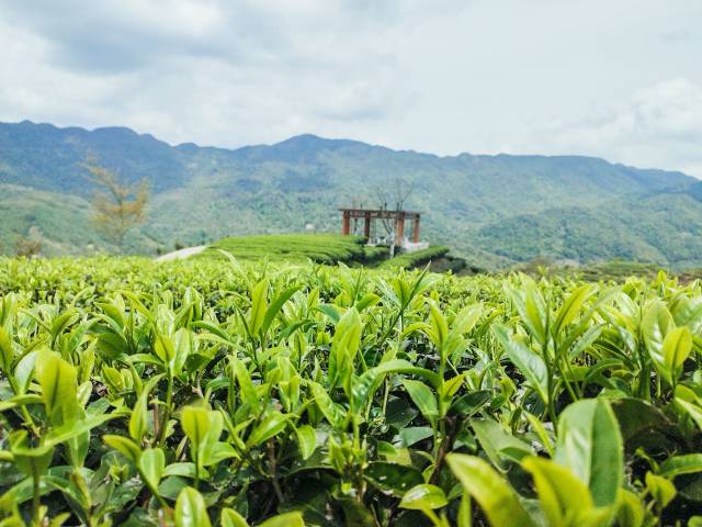 陸河茶園,。