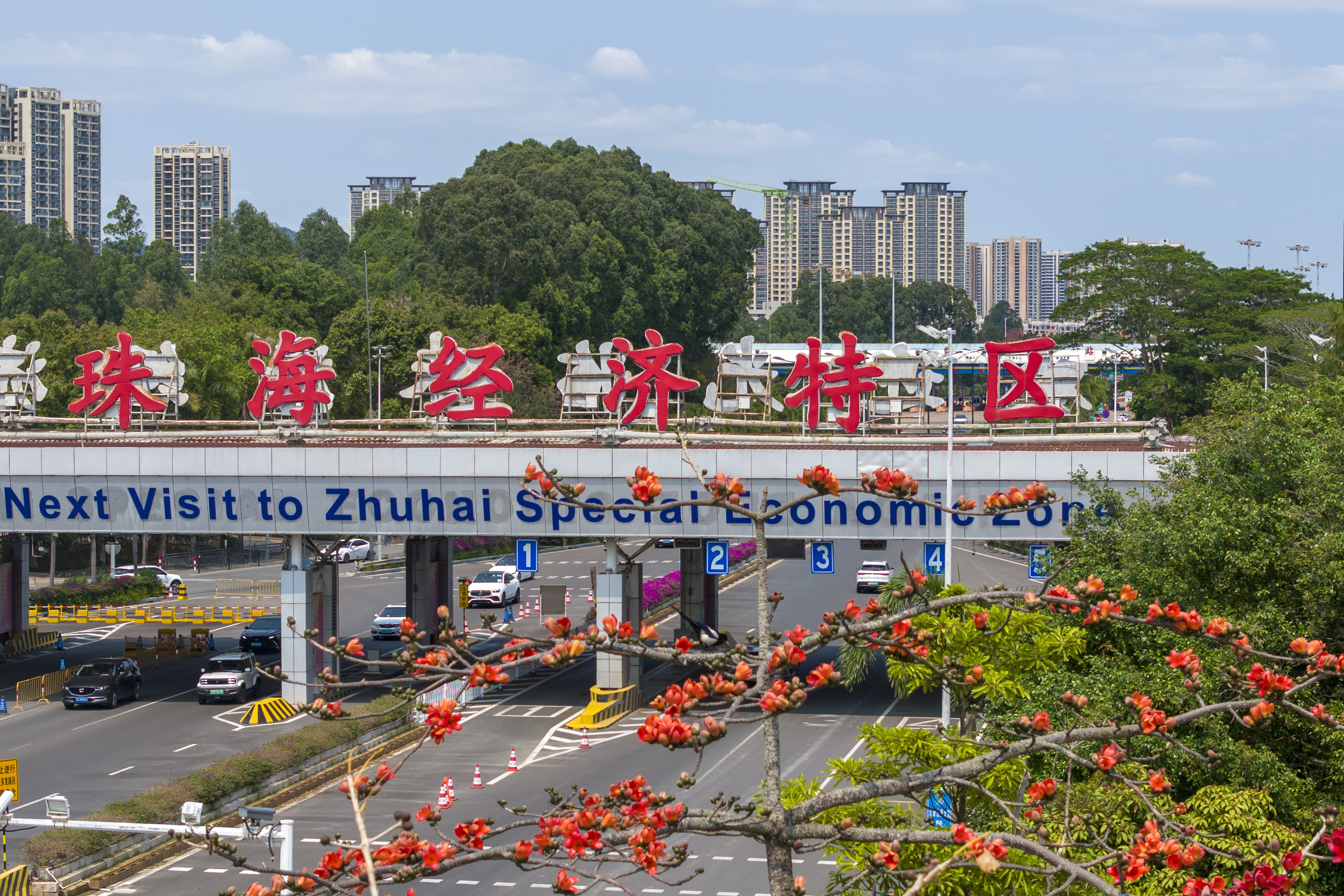 木棉花在珠海北大门——下山检查站“迎客”。&nbsp;