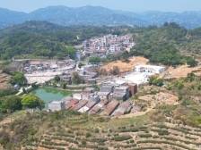 高质量发展看潮南⑬以红带绿，红场镇茶产业老树“发新芽”