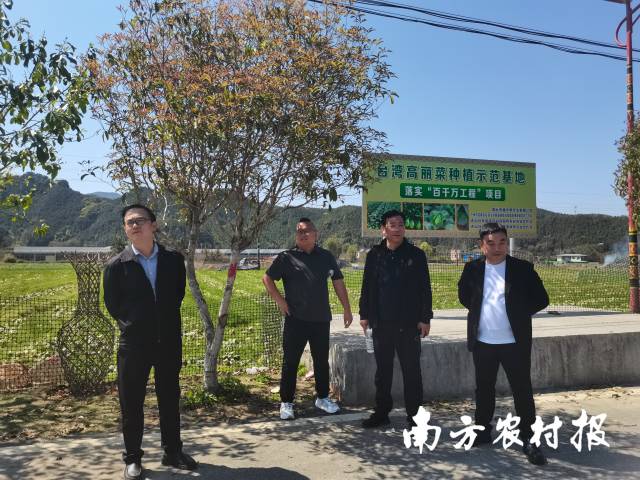 调研台湾高丽菜种植基地。