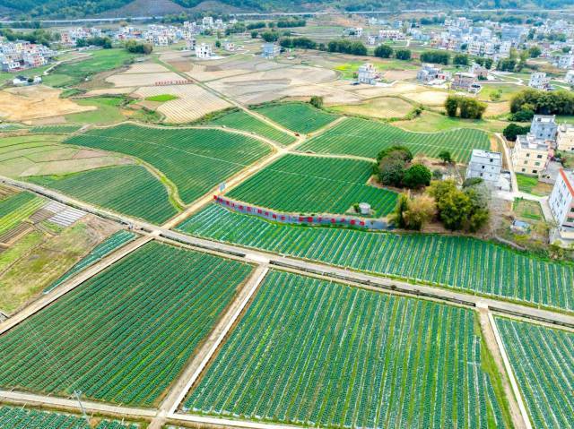 封开县南丰镇开明村。