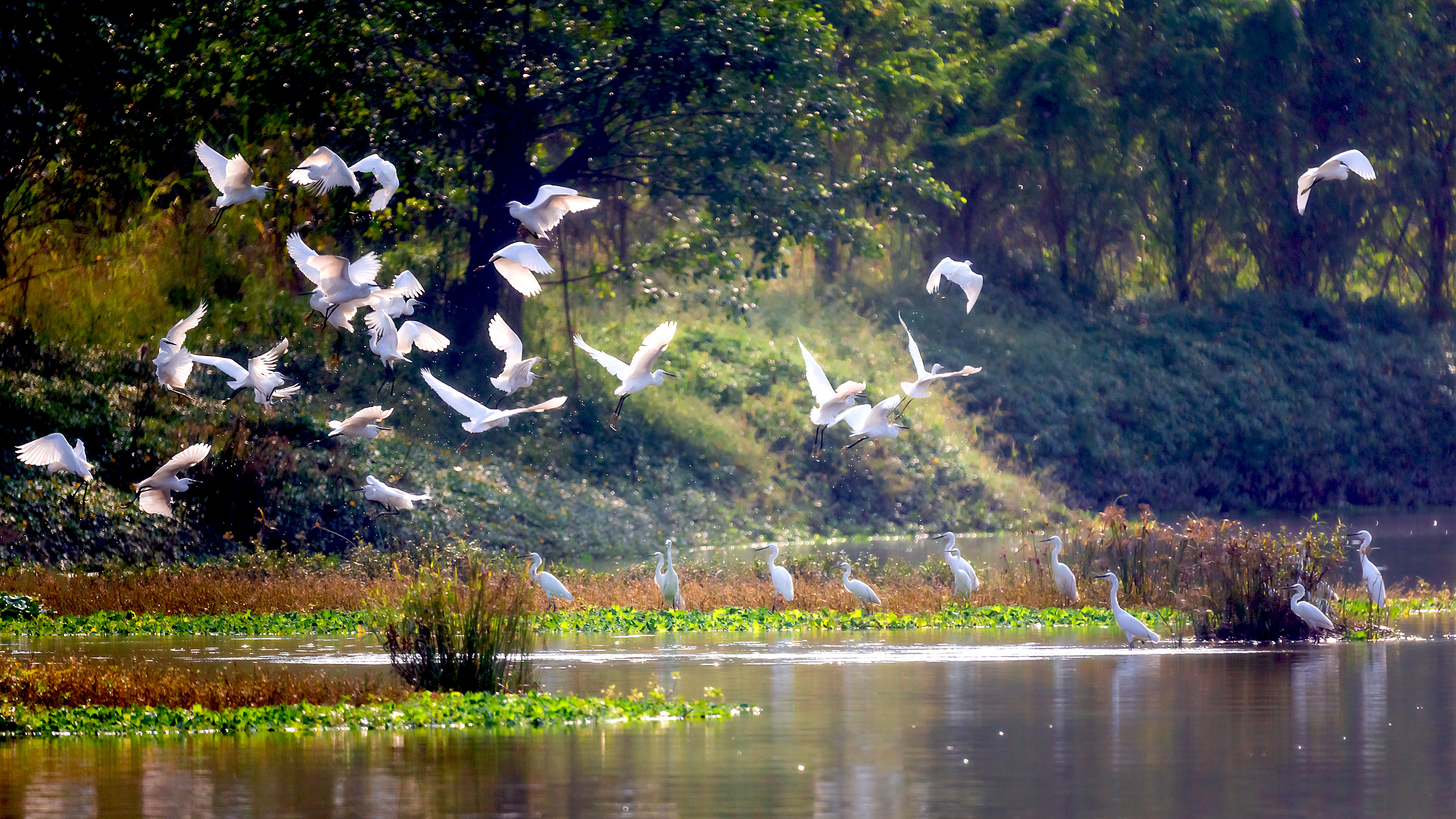 “鸟的态瑰天堂”白鹭翩跹。阮国志/拍摄