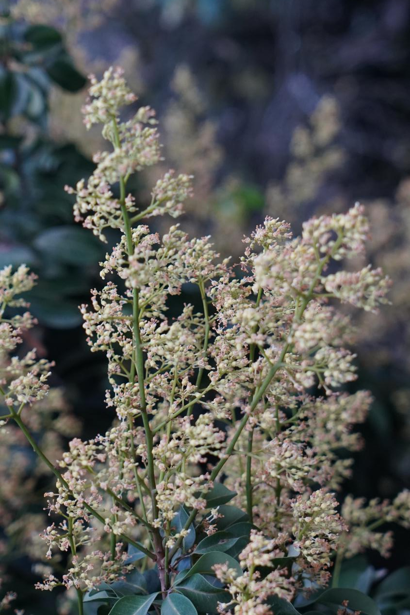 广州从化荔枝花开正旺。電母睇下<strong>WhatsApp%E3%80%90+86%2015855158769%E3%80%91royal%20albert%20black%20rose%20tea%20set</strong> 广州从化荔枝花开正旺。