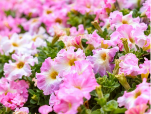 “广州1号”（‘婷粉’）矮牵牛。图片来源：广州园林博览会