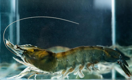 南美白对虾“海兴农3号”