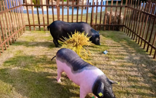 广东小耳花猪、粤东黑猪