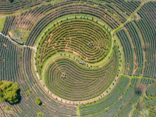 喊山祭茶，积庆里英德红茶开采｜英德红茶头采系列专场①