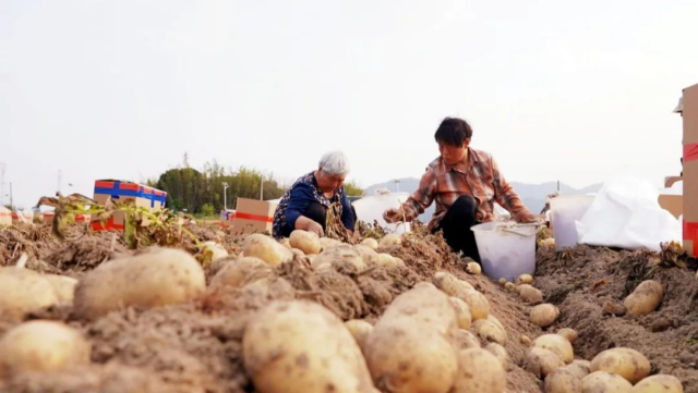 清新区山塘镇1900亩冬种马铃薯绽放丰收“薯”光